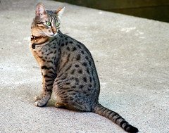 Egyptian Mau by Muffet, on Flickr