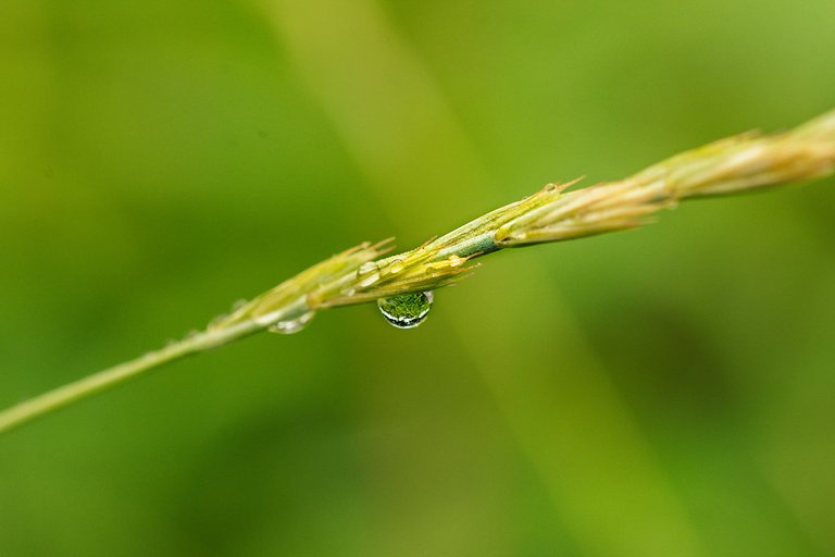 Raindrops