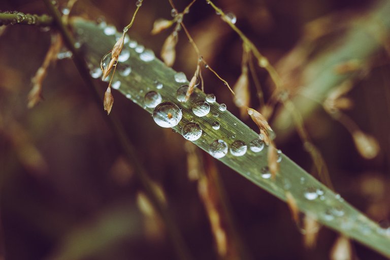 Raindrops