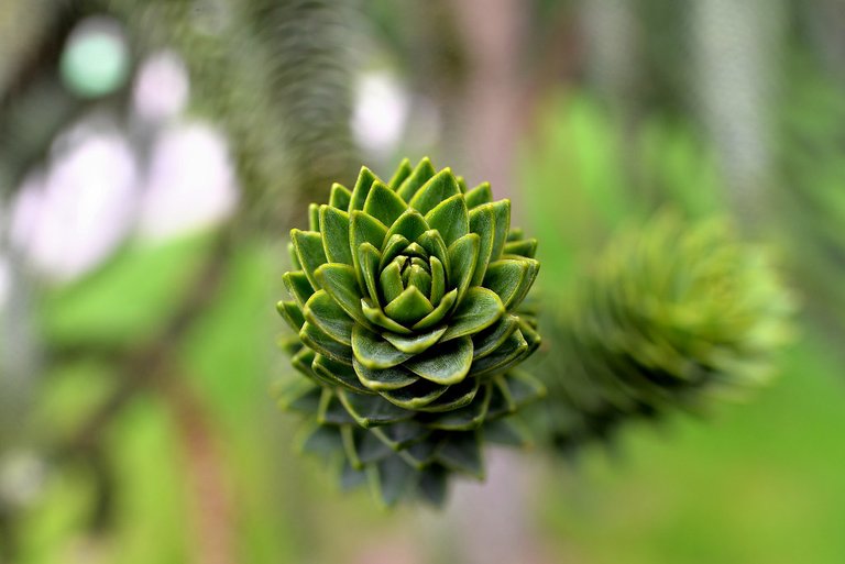 Botanische Garten - Karlsruhe