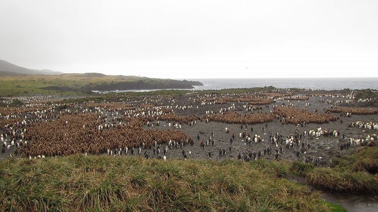 colony of King penguin chicks