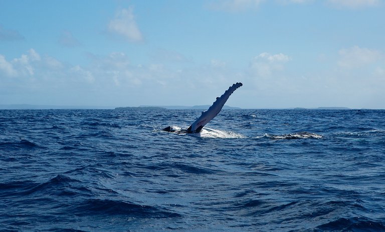 wild whales