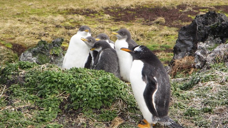 Creched Gentoo penguins