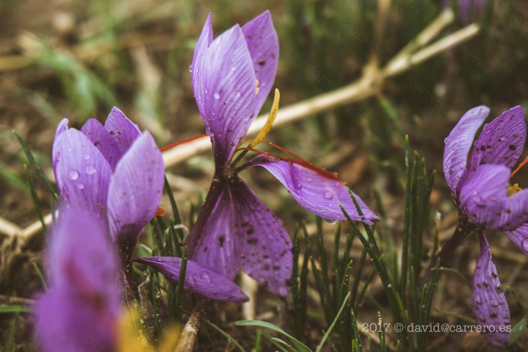 saffron - azafrán