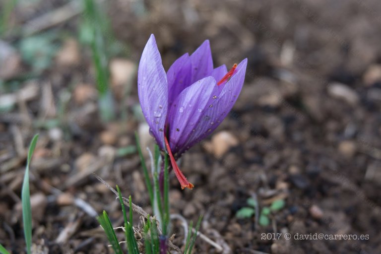 saffron - azafrán