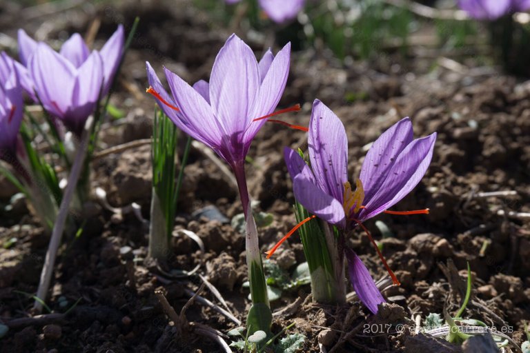 saffron - azafrán