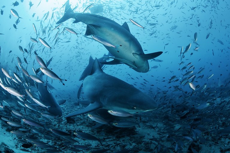 Fiji sharks