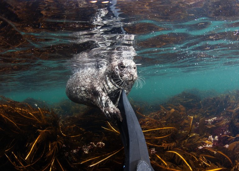 Seals