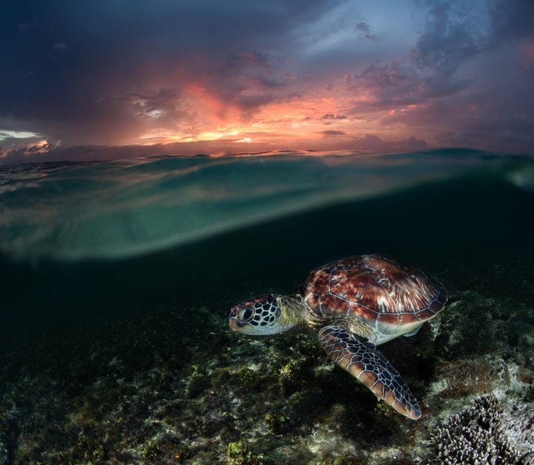 Sunset swim