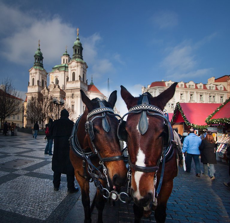 Horse pair