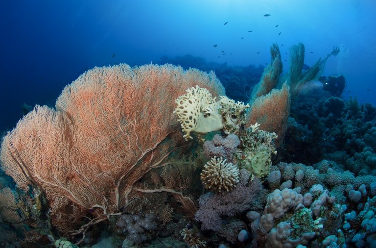 underwater beauty