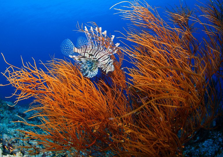 Lionfish