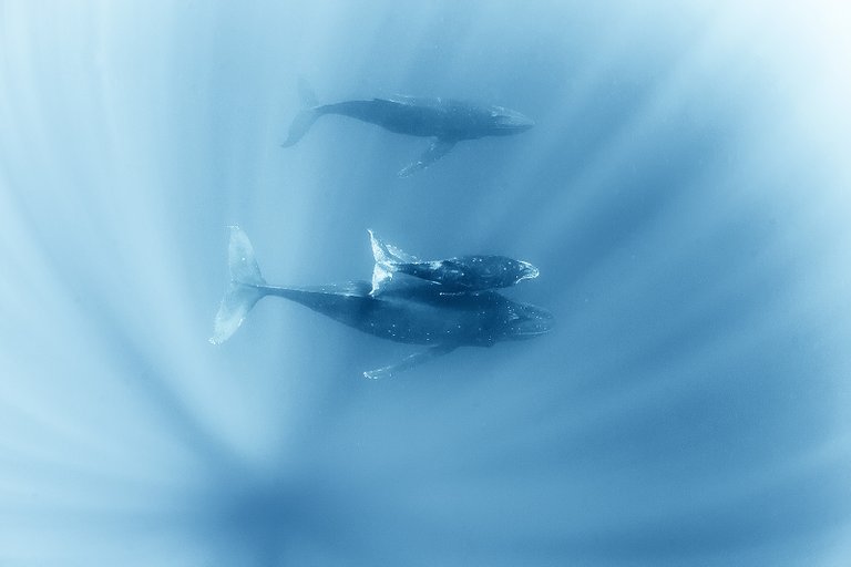 wild whales