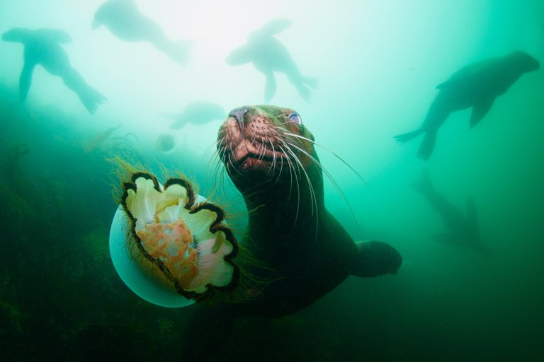 sea lions and jellyfish