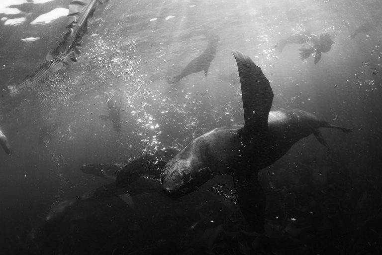 Fur seals