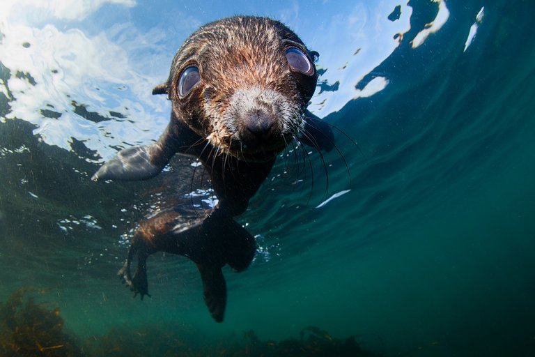 Fur seals