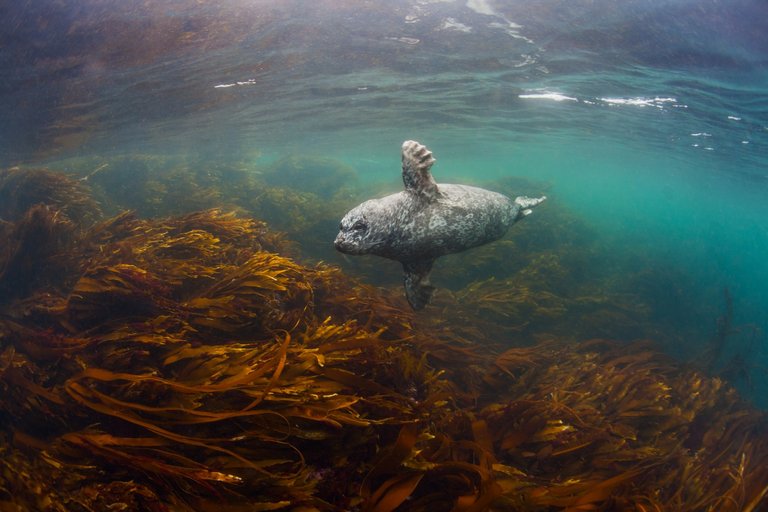 Seals