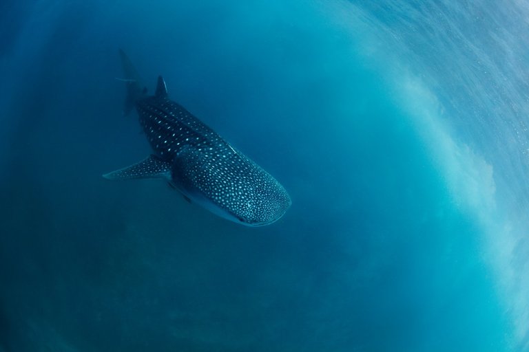 Whale shark