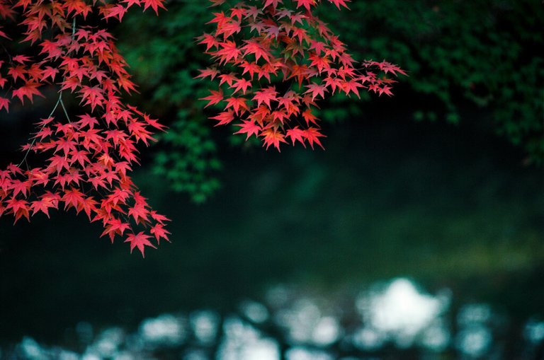 Red And Green