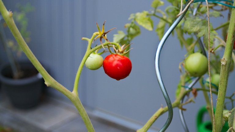 tomato-2