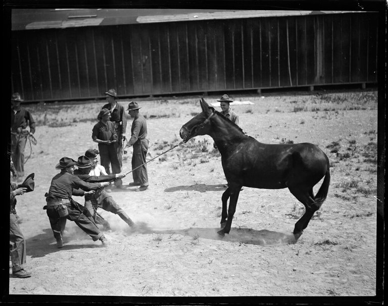 Stubborn mule at Camp Devens