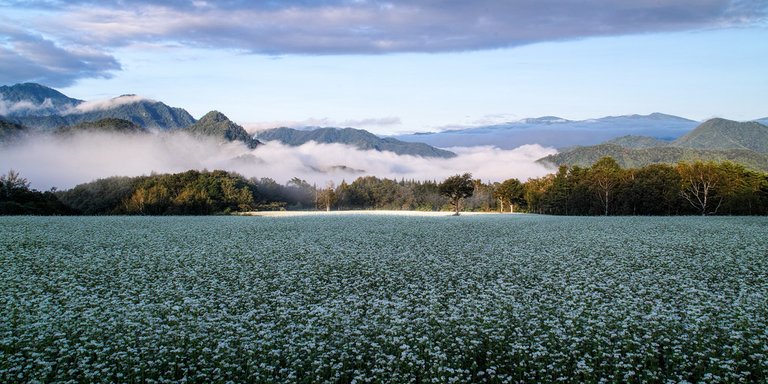 Buckwheat vineyards spotlight