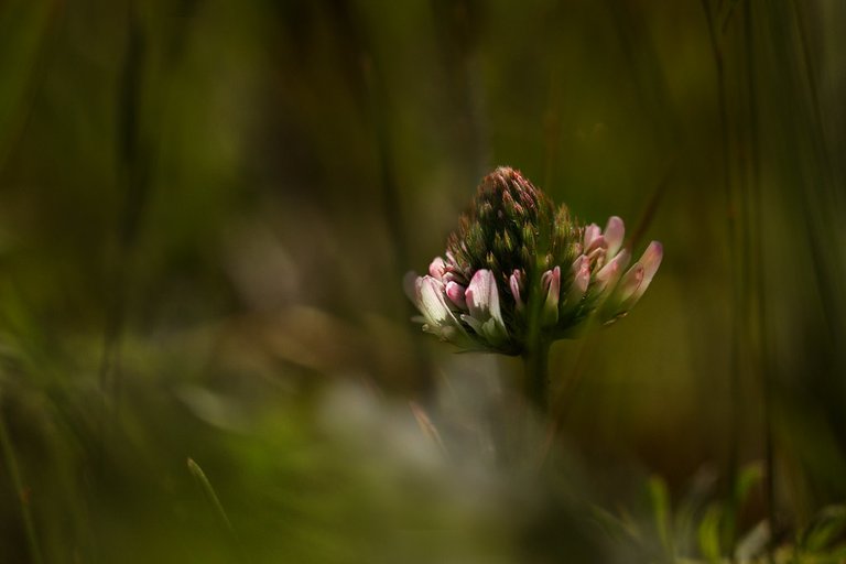 Trifolium