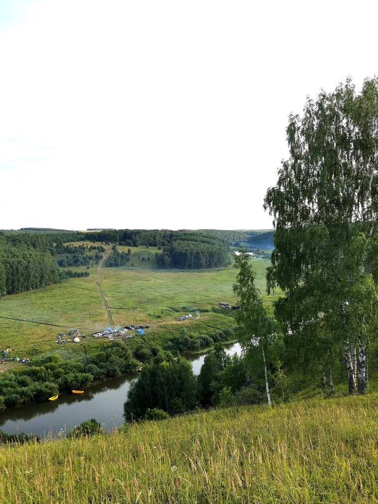 Birches at the slope