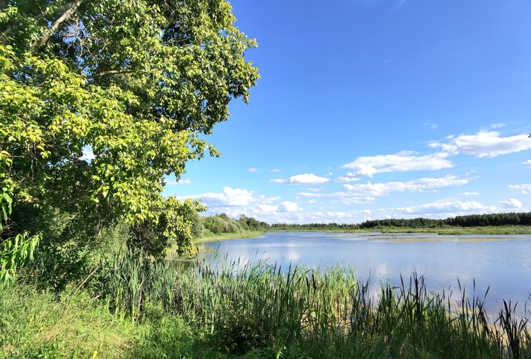 Unfortunately, the lake is overgrown.