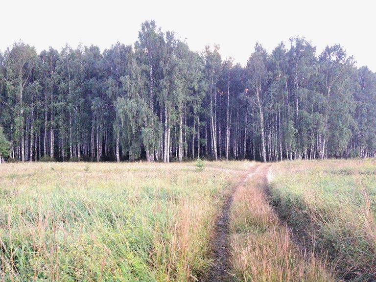 Birch forest