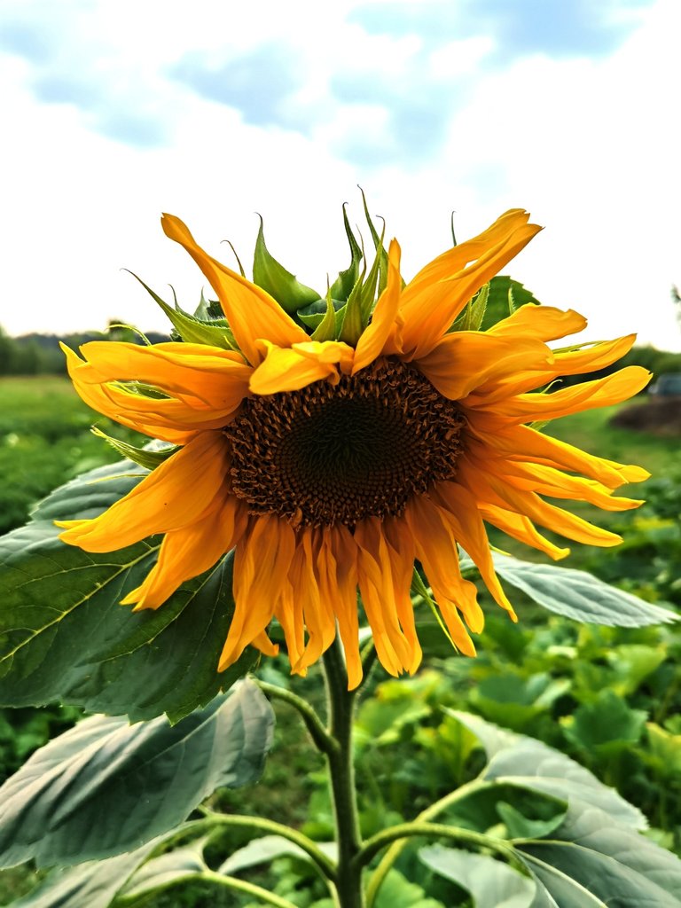 Sunflower