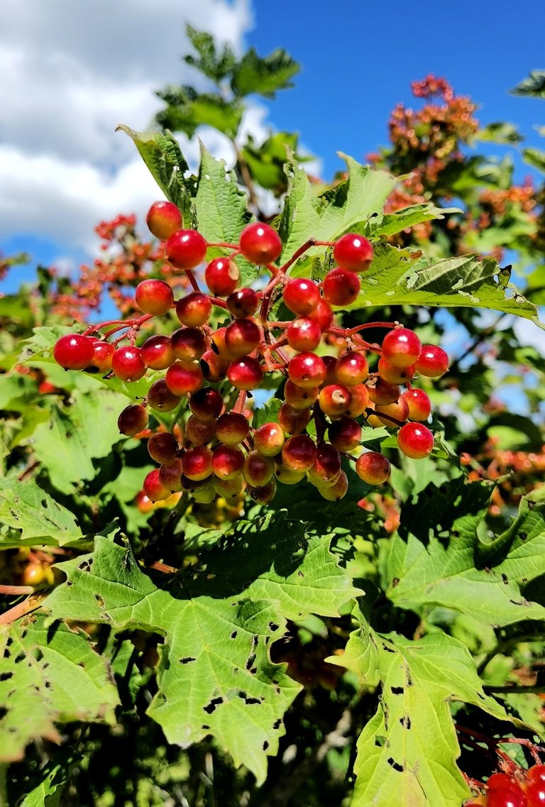 viburnum