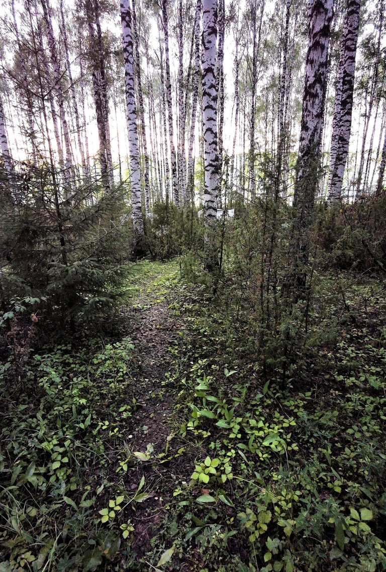 Path
