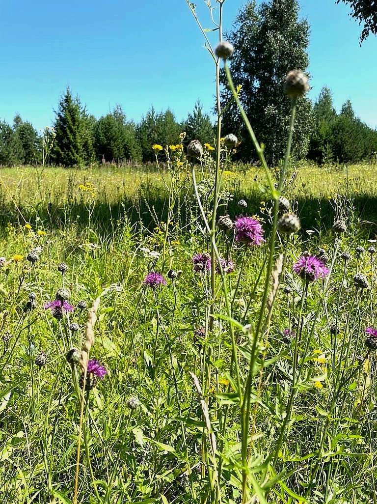 Modest flowers...