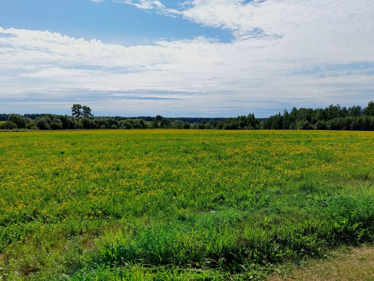 Open fields