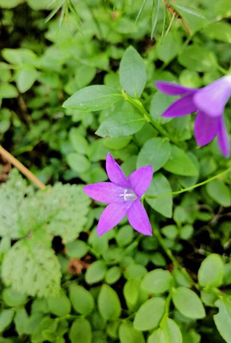 Nice flowers