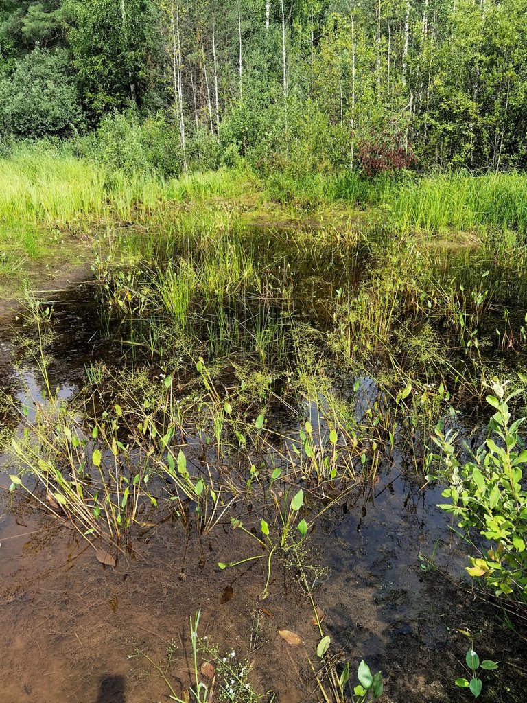 Water plants