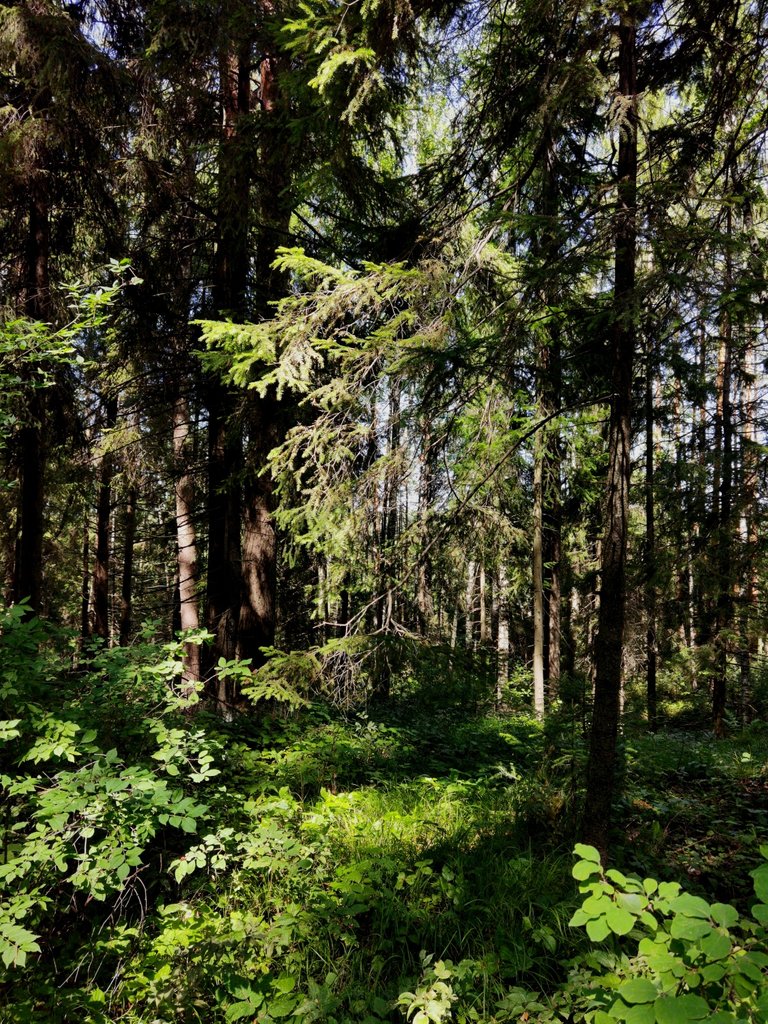 The forest here is quite dark...
