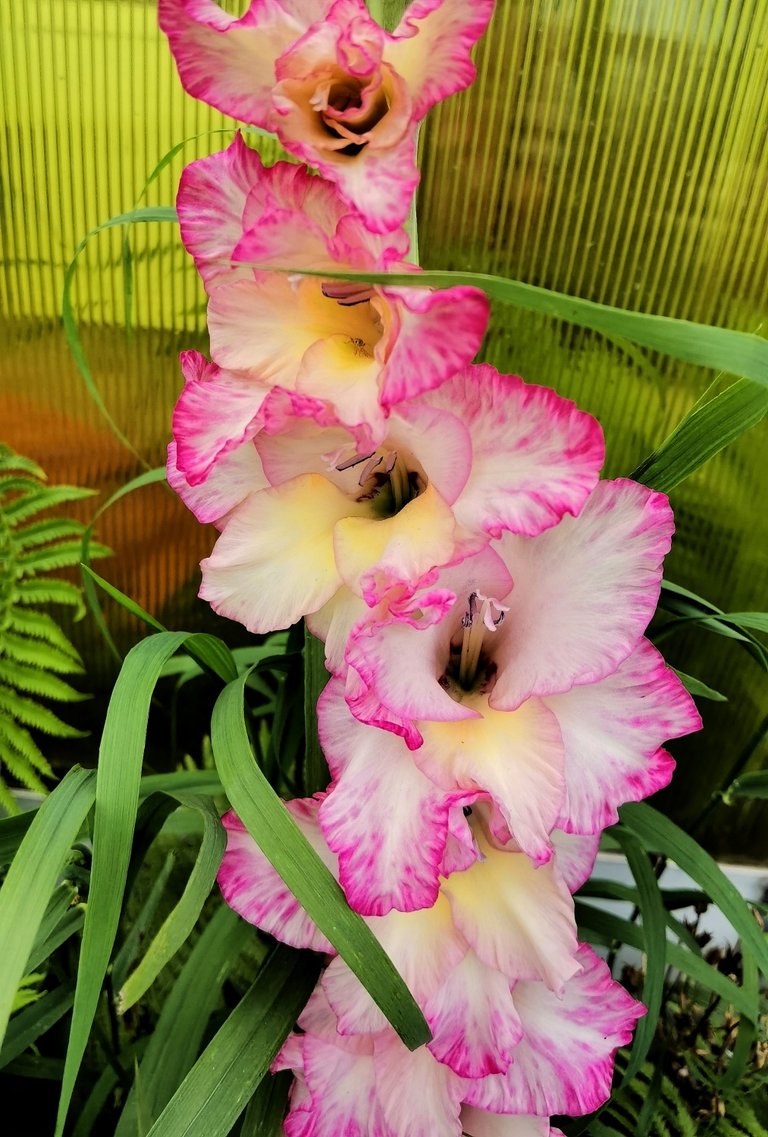 Gladiolus