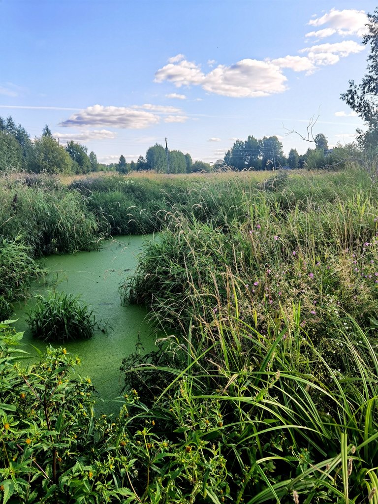 Present swamp😁