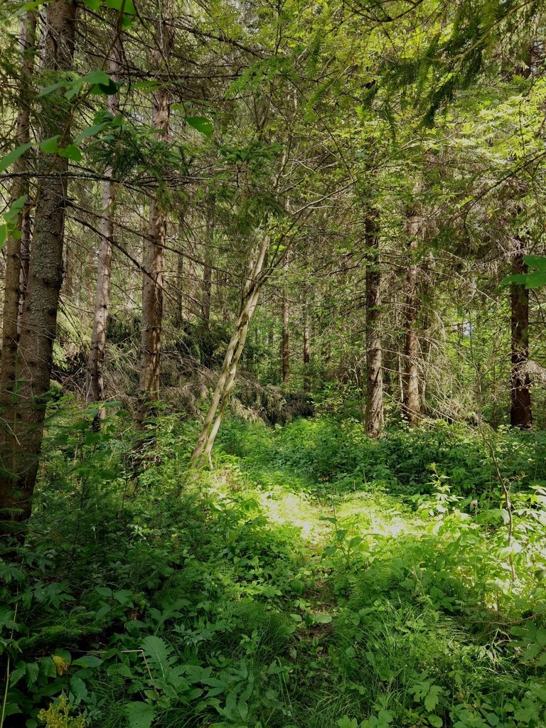 Forest greenery