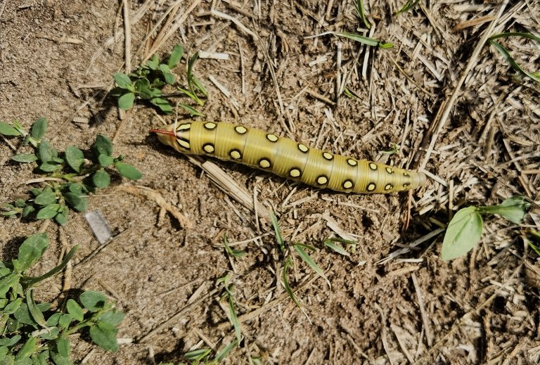 Caterpillar