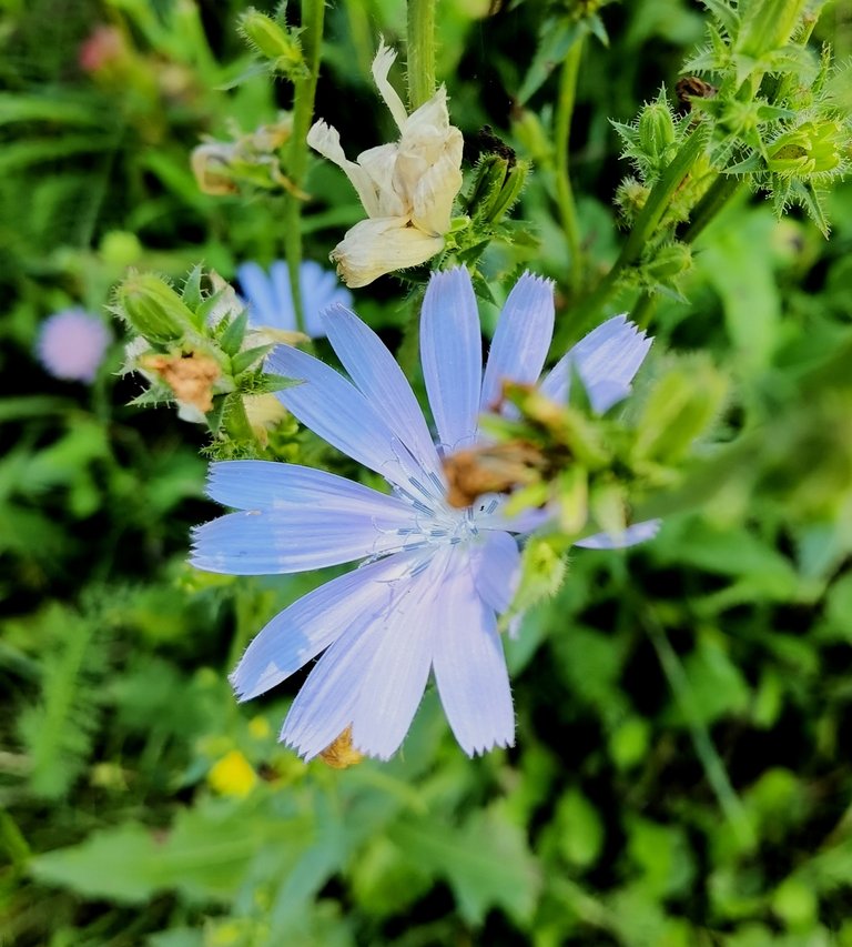 Just one nice flower