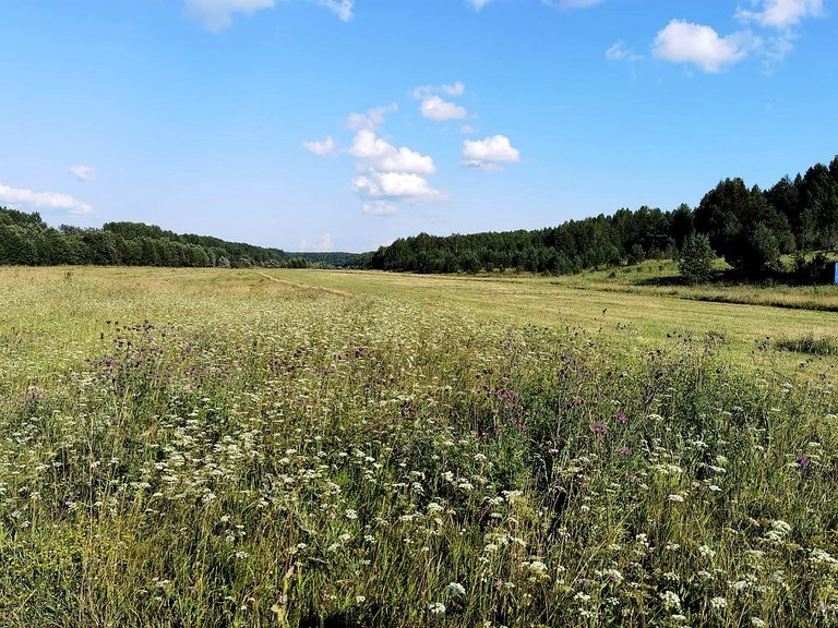 Flower field...