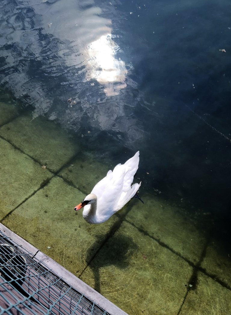 The fish is not tasty, give me something to eat!