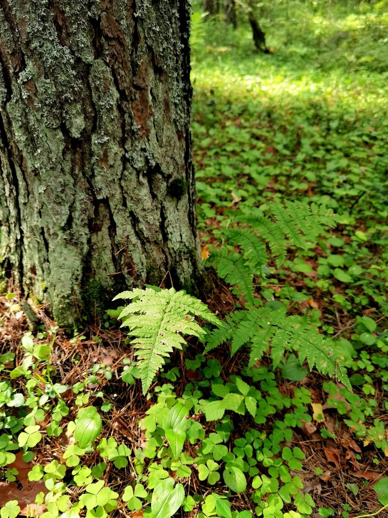 Ferns