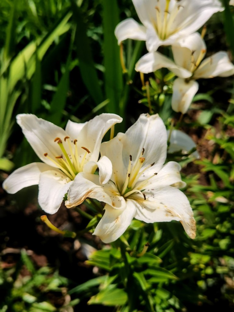 White lily