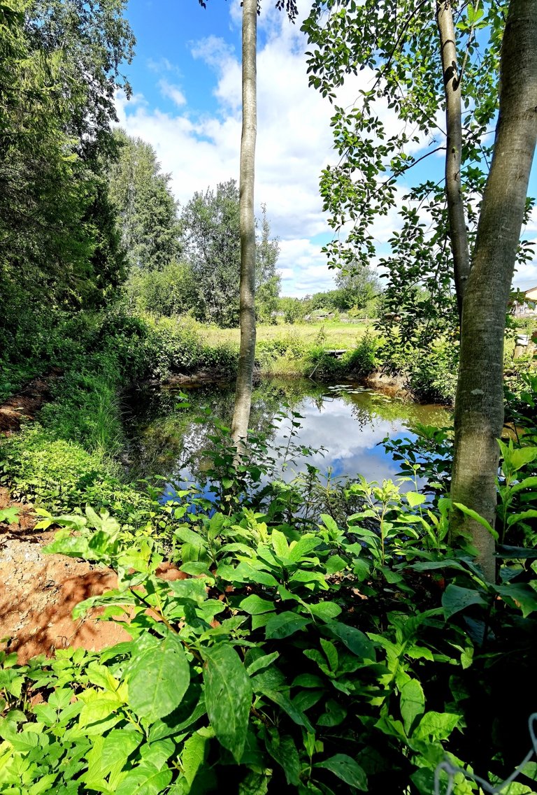 Pond