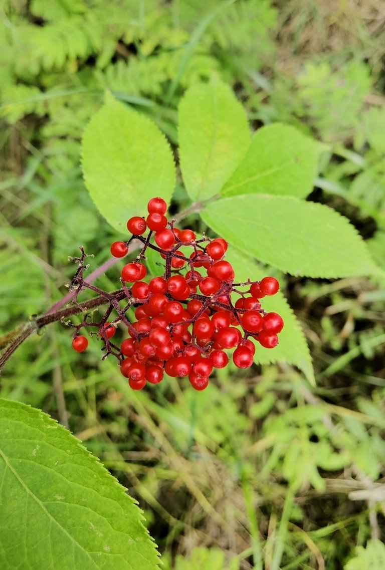 Are these berries edible?