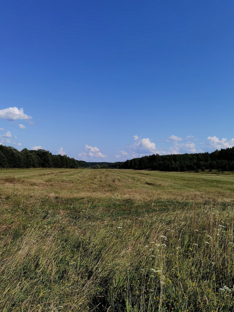 Field view